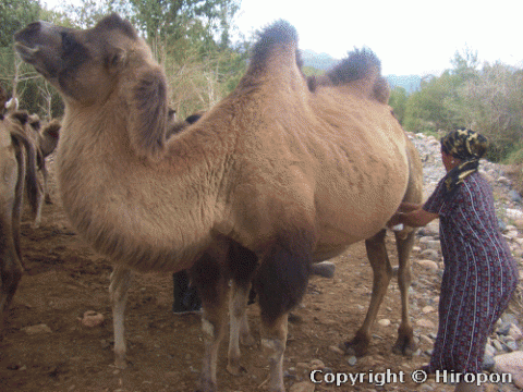 ウイグル自治区のラクダ