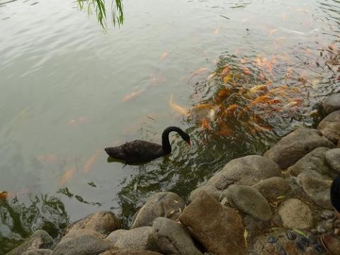 西安の大唐芙蓉園 28